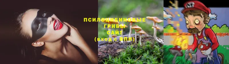 мега как зайти  Саров  Галлюциногенные грибы Psilocybine cubensis 